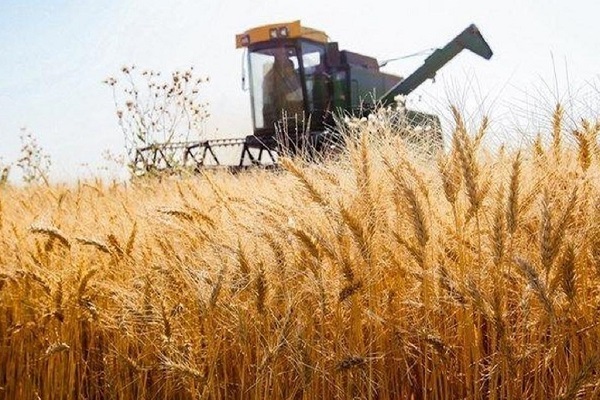  خرید گندم از ۷ میلیون و ۲۰۰ هزار تن فراتر رفت